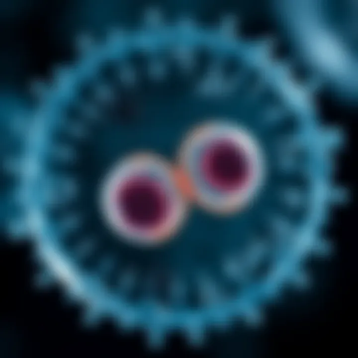Diagram showing a bacterial cell dividing into two identical daughter cells